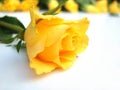 Bunch of yellow roses Ã¢â¬â one rose single
